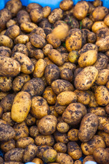 Freshly picked potatoes ready for washing and cooking.