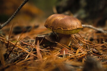 Mushroom kingdom somewhere deep in a forest