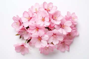Fototapeta na wymiar Isolated image of close-up view of pink cherry blossom flower branch on white background in Spring. Spring seasonal concept.