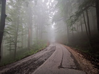 Old road through beautiful foggy forest