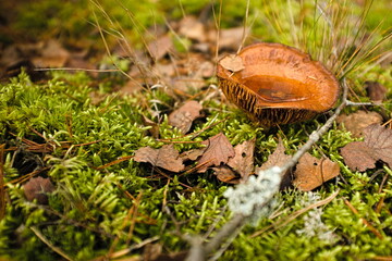 Mushroom kingdom somewhere deep in a forest