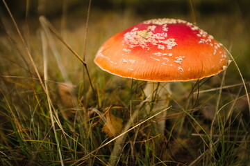 Mushroom kingdom somewhere deep in a forest