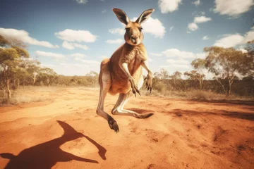Fotobehang kangaroo in the australian outback looking to camera © urdialex