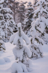 Morning light shining through snowy branches of a tree in the forest in Finland