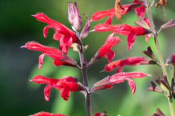 Pineapple sage (salvia elegans) flowers in bloom
