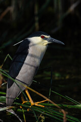 Black-crowned Night Heron (Nycticorax nycticorax) perched among the reeds. Karatas Lake, Burdur, Turkey.