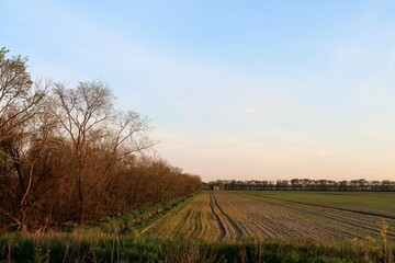 Fototapeta premium Plowed field under a blue sky
