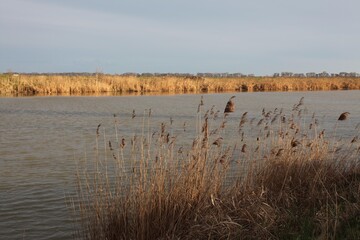 Landscape shot of a lake through the reeds under the beautiful cloudy sky