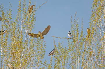 Many Black-crowned Night Herons (Nycticorax nycticorax) perched on a poplar tree.