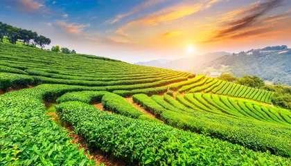 Fotobehang Tea plantations under a clear blue sky  © CreativeStock