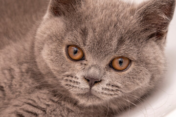 face of young purebred british shorthair gray cat with brown eyes, 3 months old