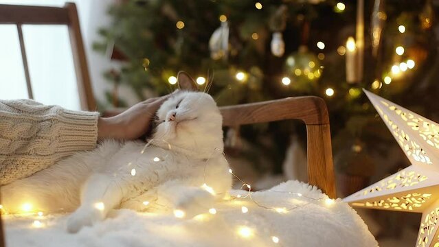 Hand caressing adorable cat in garland lights against stylish decorated christmas tree in festive room. Cute kitten relaxing on cozy chair with christmas lights. Pet and holiday footage
