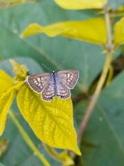 Vertical shot of a blue pierrot butterfly on a yellow green leaf