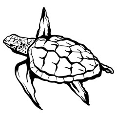 hand drawn illustration of a turtle