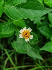 Vertical closeup shot of a blooming yellow wildflower surrounded by green leaves