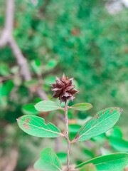 Vertical shot of a Anogeissus in a forest during the day