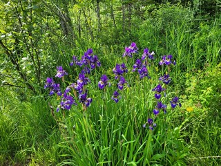 Bunch of Iris sanguinea flowers blooming in the garden