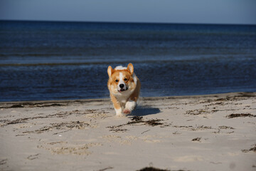 Portrait of welsh corgi pembroke puppy running on the beach