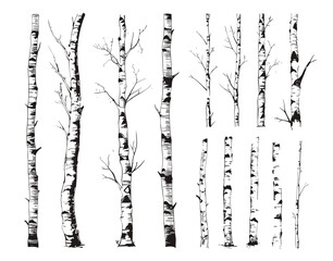 Birch tree trunks, tree and textures. Birches grunge isolated elements. Decorative trees silhouettes, black graphic vector art nature collection