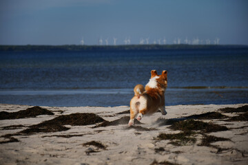 Portrait of welsh corgi pembroke puppy running on the beach