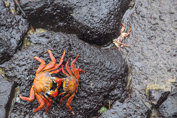 Lonely crab over some rocks at Galapagos Islands