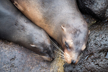 Top view of a sea lion and its small pup sleeping on the wet rocks near the beach on San Cristobal Island, Galapagos Archipelago, Ecuador