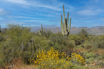 The desert flora of McDowell Mountain Regional Park is replete with spring blossoms.   - 677370415