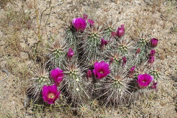 The desert flora of McDowell Mountain Regional Park is replete with spring blossoms.   - 677370617