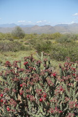 The desert flora of McDowell Mountain Regional Park is replete with spring blossoms.   - 677370635