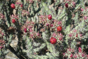 The desert flora of McDowell Mountain Regional Park is replete with spring blossoms.   - 677370637