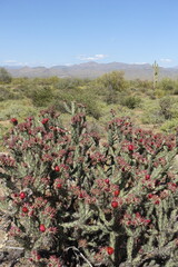 The desert flora of McDowell Mountain Regional Park is replete with spring blossoms.   - 677370678