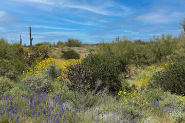 The desert flora of McDowell Mountain Regional Park is replete with spring blossoms.   - 677370696
