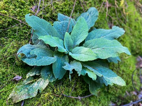 Closeup shot of a Great mullein plant with blue leaves found growing in nature