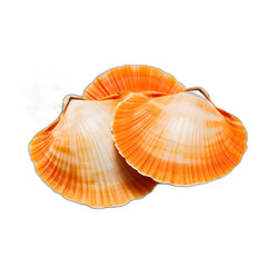 Coquilles saint-jacques scallops isolated on transparent or white background, png