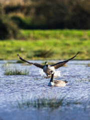 Canada Goose, Branta canadensis birds in flight over Marshes