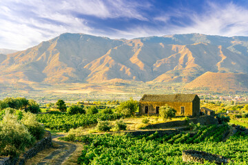 green rows of wineyard with grape on a winery during sunset with amazing mountains and clouds on...