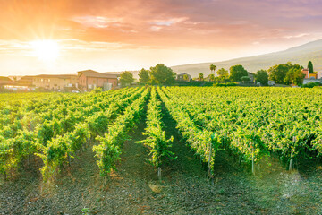 rows of wineyard with grape on a winery during sunset, panoramic view of wine farm with grape...