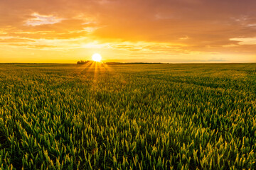 wheat field during amazing sunset or sunrise, wheaten plantation rustic evening landscape with...