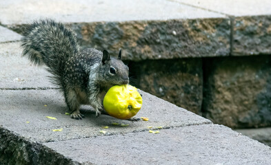 Apple thief in action