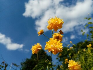 yellow flowers against blue sky