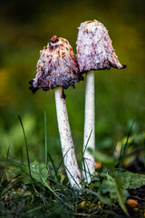 Grzyby mushrooms