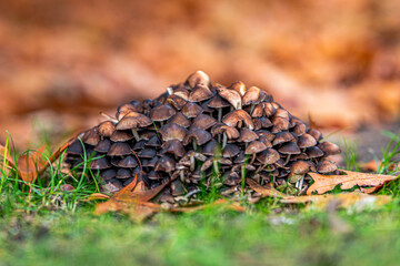 Grzyby mushrooms © Magdalena