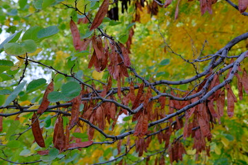 Autumn forest road. Orange color tree, red brown tree leaves in autumn city park.