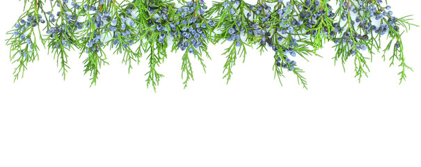 Christmas border of green coniferous branches of a western juniper with berry-shaped blue cones, isolated on a white background with copy space.