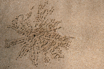 Radial pattern in the sand. Crab patterns in the sand in Thailand. Looking for food and crawling back