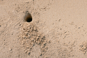 Fototapeta na wymiar Sand crab hole in the sand in Thailand. Looking for food and crawling back