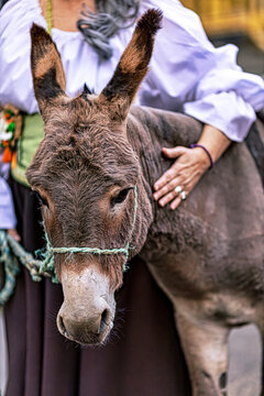 
LITTLE DONKEY IS HOLD BY A GIRL AT A FAIR
