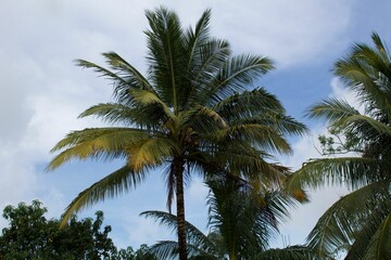 Coconut tree with big palm leaves under a bright sky in Andaman