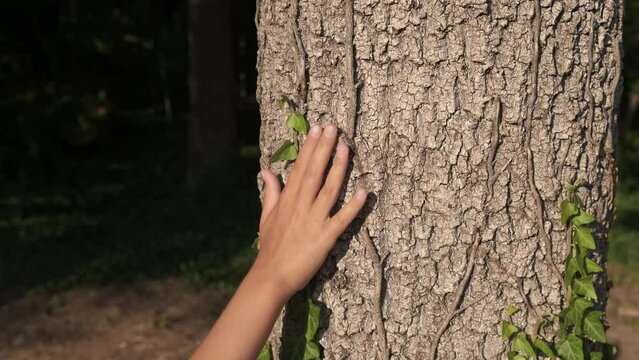 Environmentalist arms wrapped around tree. A view of environmentalist female covered the tree bark with her hands in the summer park. A concept of environment saving.