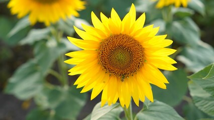 Obraz premium Closeup shot of a bright yellow sunflower in a farmland on an isolated background